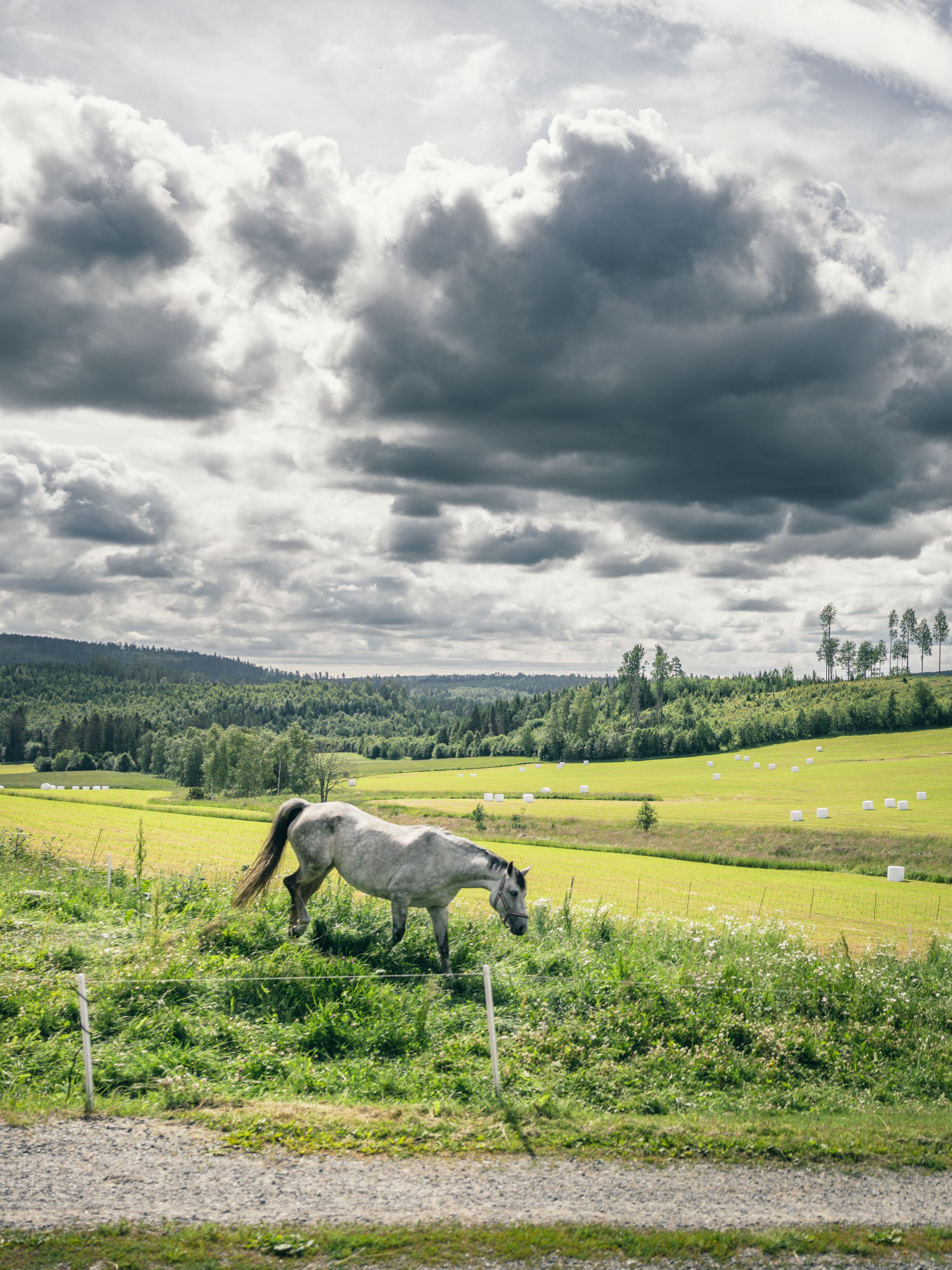 En grå häst betar på en grön äng under en molnig himmel, med böljande kullar och utspridda träd i bakgrunden.
