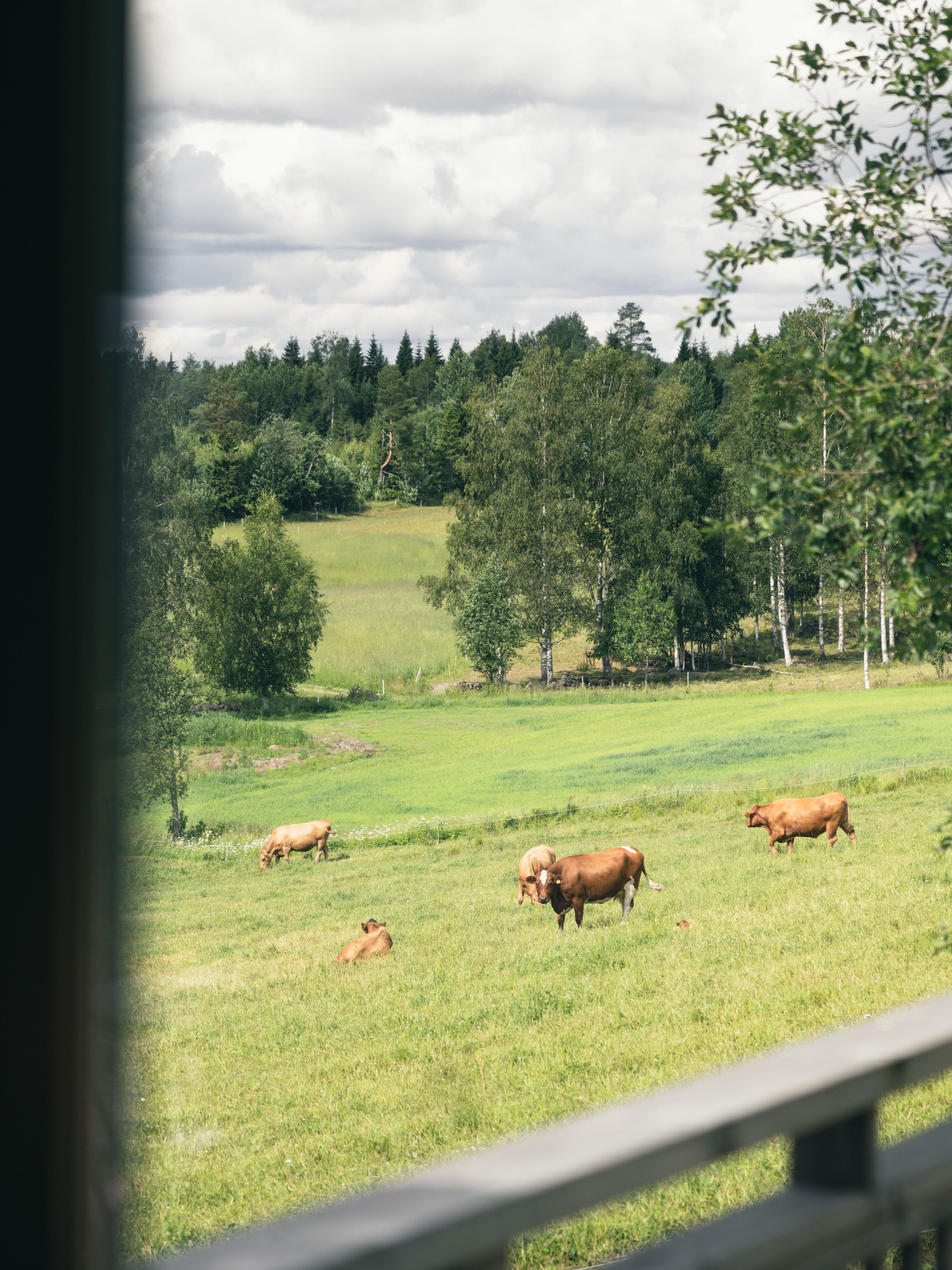 Kor som betar på en grön äng omgiven av träd, under en molnig himmel, sett från ett fönster.